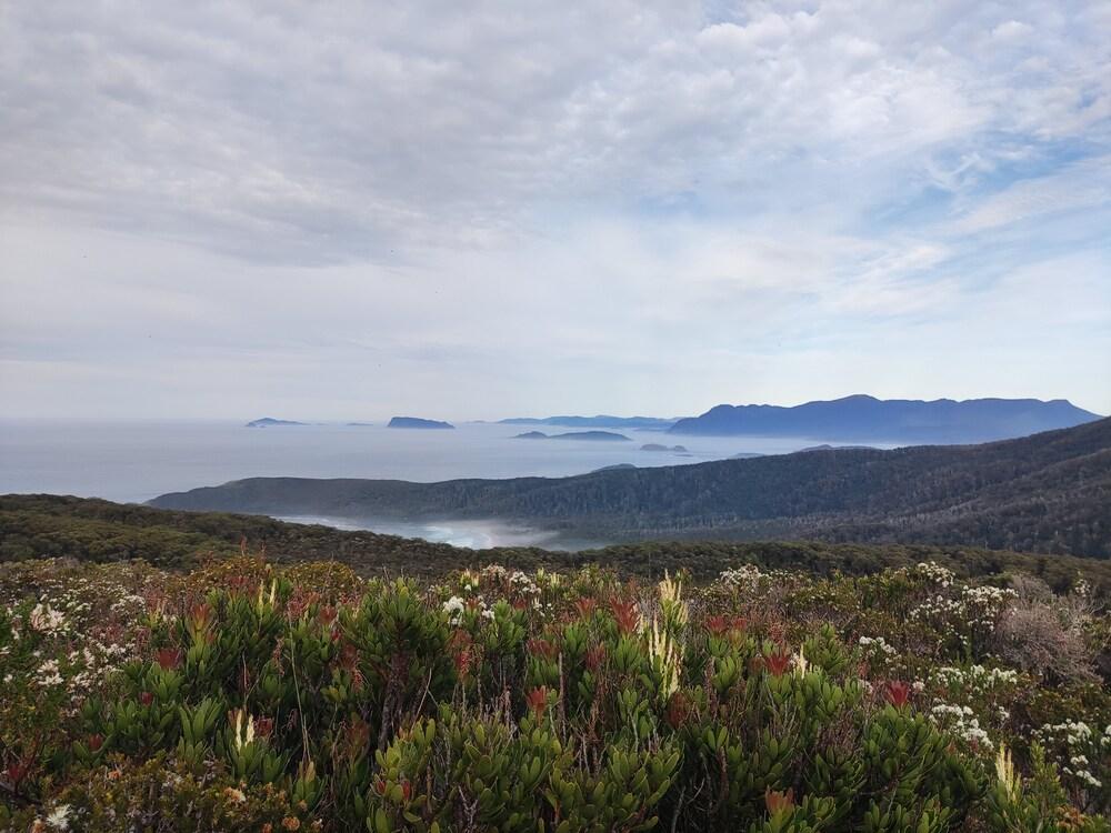 Tasmanian wild flowers